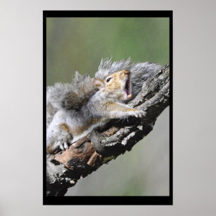 Póster Funny Sleepy Squirrel Blank Card