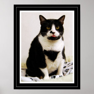 Póster Funny Tuxedo Cat Poster