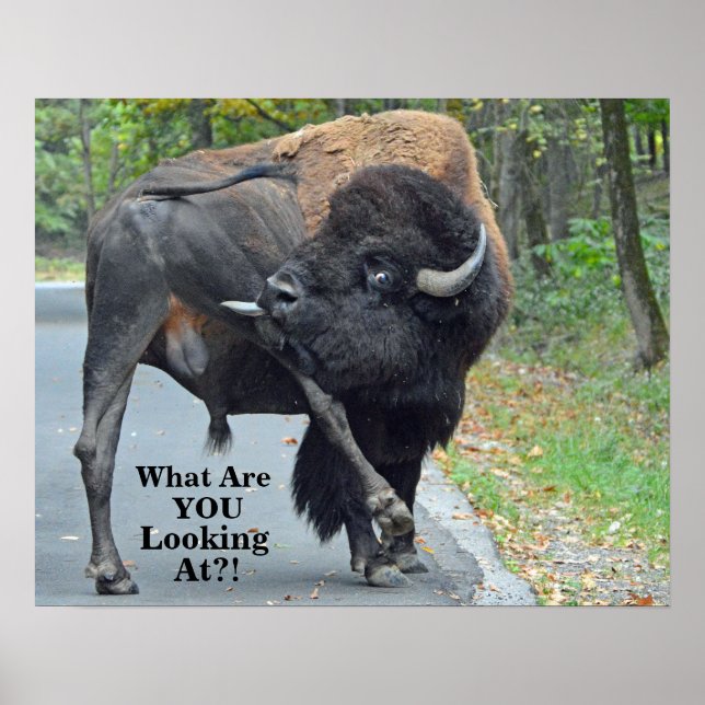 Póster Funny What Are You Looking At? Bull Bison (Frente)