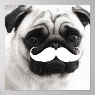 Póster Funny White Mustache Pug Poster