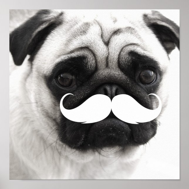 Póster Funny White Mustache Pug Poster (Frente)