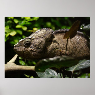 Póster Furcifer oustaleti