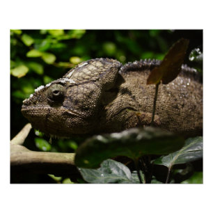 Póster Furcifer oustaleti