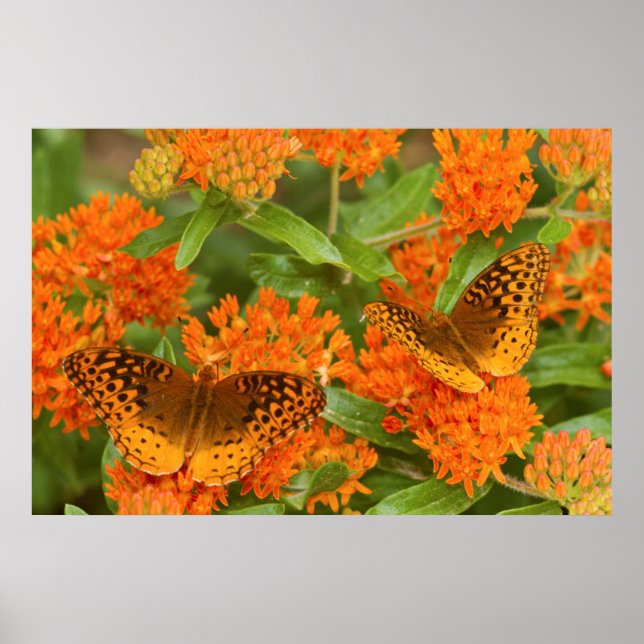 Póster Furias en España sobre la mariposa Milkweed (Frente)