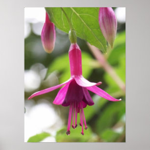 Póster Fuschia
