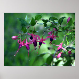 Póster Fushia en flor