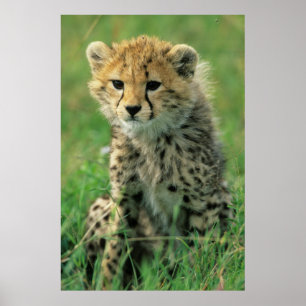 Póster Fuzzy Cheetah Cub