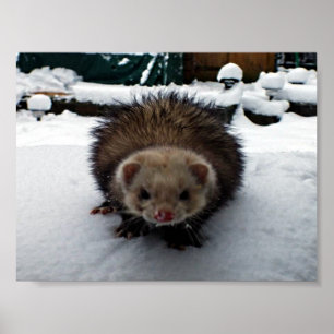 Póster Fuzzy The Great