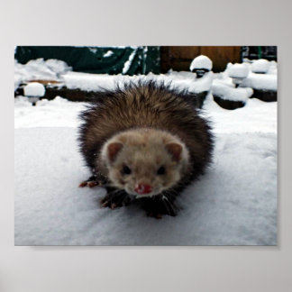 Póster Fuzzy The Great