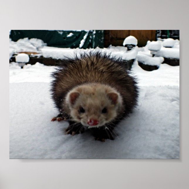 Póster Fuzzy The Great (Frente)