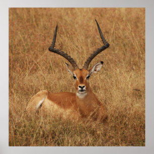 Póster Gacela Big Horn with