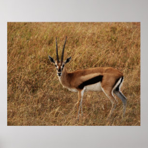 Póster Gacela cuerno with
