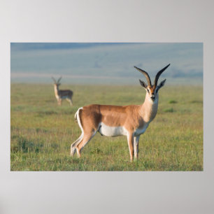 Póster Gacela de Grant, Cráter de Ngorongoro, Ngorongoro