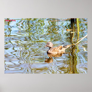 Póster Gadwell Duck