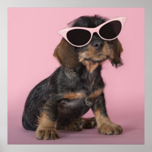 Póster Gafas de sol que llevan del perrito del Dachshund