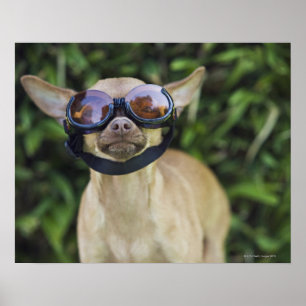 Póster Gafas que llevan de la chihuahua