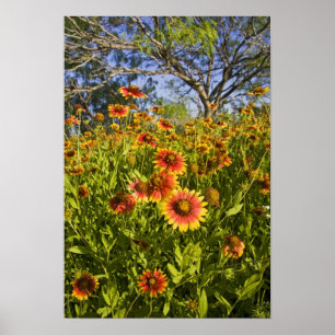 Póster Gaillardia pulchella flores silvestres