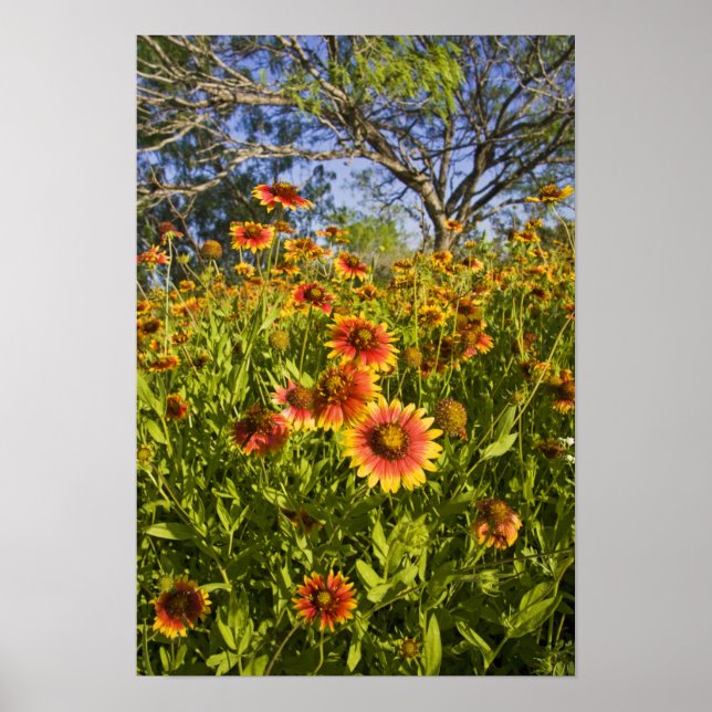 Póster Gaillardia pulchella flores silvestres (Frente)