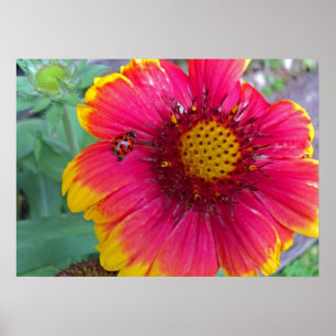Póster Gaillardia y Ladybug