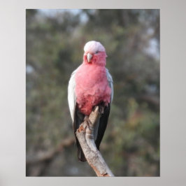 Póster Galah