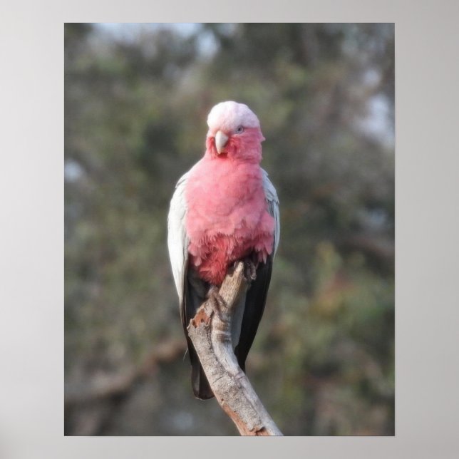 Póster Galah (Frente)