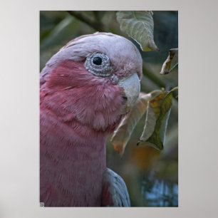 Póster Galah o Cockatoo con pecho Rosa