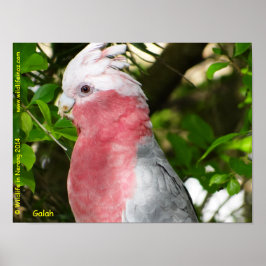 Póster Galah (Rosa de pecho/Roseate Cockatoo)