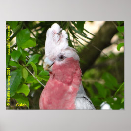 Póster Galah (Rosa de pecho/Roseate Cockatoo)