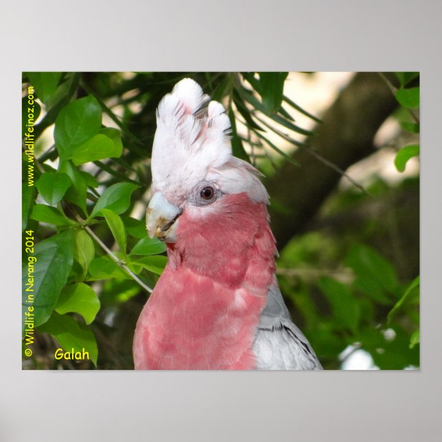 Póster Galah (Rosa de pecho/Roseate Cockatoo) (Frente)
