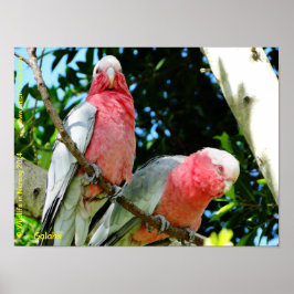 Póster Galahs (Cockatoos Rosa de pecho/roseato)