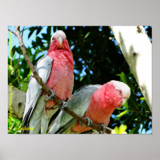 Póster Galahs (Cockatoos Rosa de pecho/roseato)