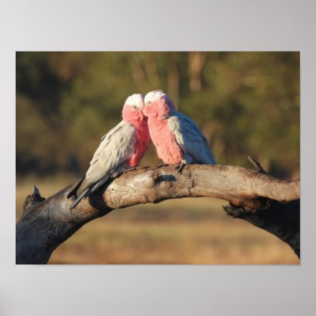 Póster Galahs rosados (Frente)