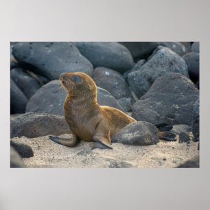 Póster Galápagos