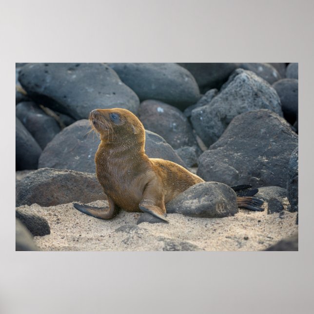 Póster Galápagos (Frente)