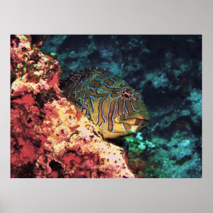 Póster Galápagos gigantes