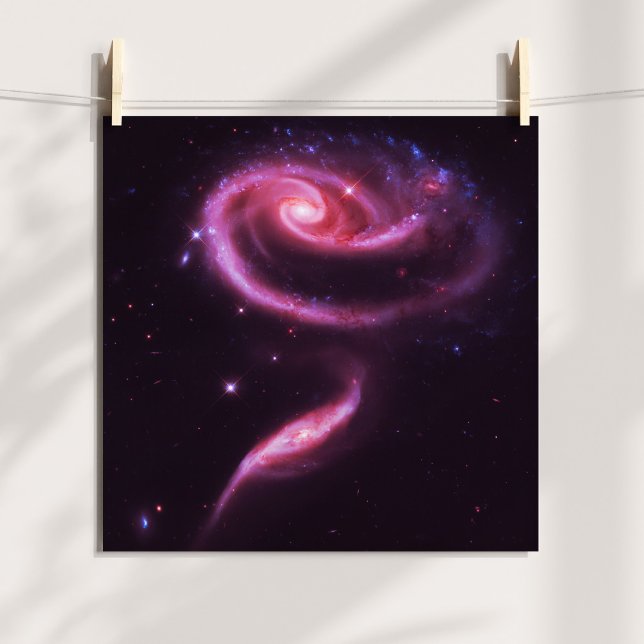 Póster Galaxias Rosa Pink (Pink Rose Galaxies Poster)