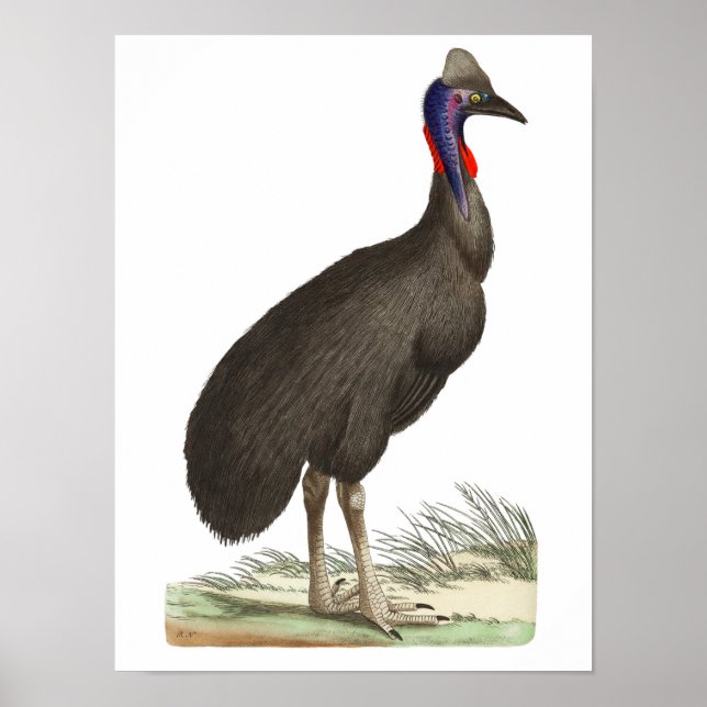 Póster Galeated Cassowary por George Shaw (Frente)