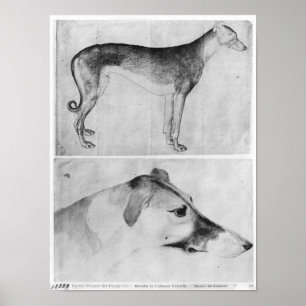 Póster Galgo y cabeza de un galgo