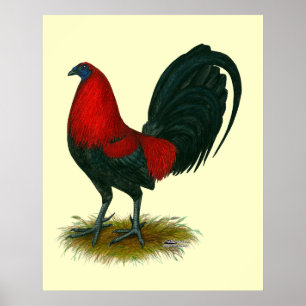 Póster Gallero Americano:  Pardo Rojo
