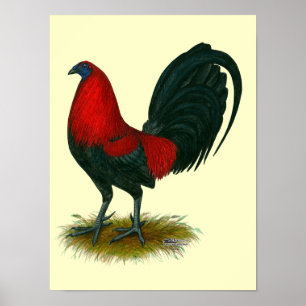 Póster Gallero Americano: Pardo Rojo