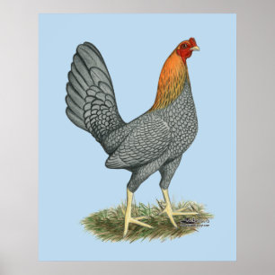 Póster Gallina de Combate Azul Rojo