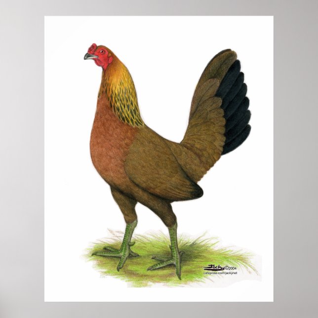 Póster Gallina de combate:  cresta de guisante (Frente)