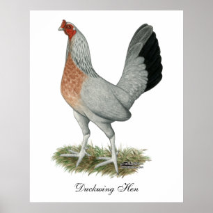 Póster Gallina de juego Silver Duckwing