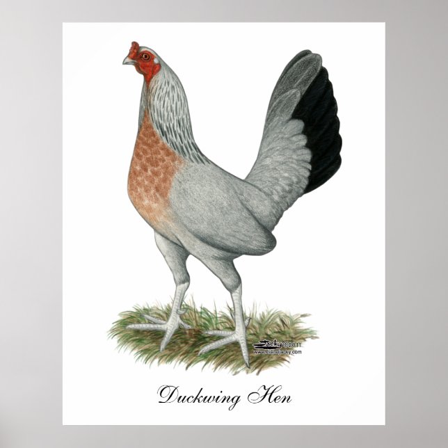 Póster Gallina de juego Silver Duckwing (Frente)