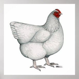 Póster Gallina del blanco de Orpington