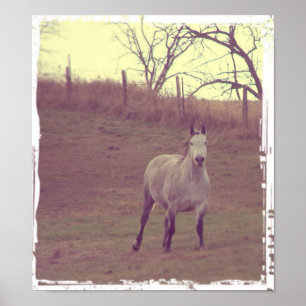 Póster Gallina gris