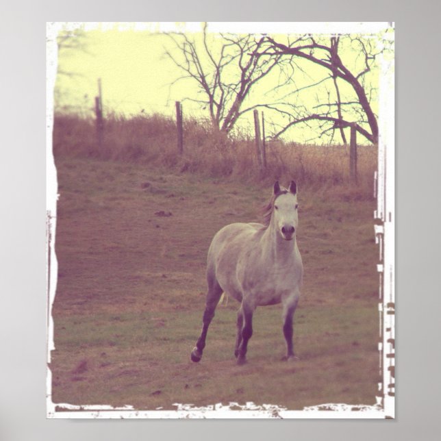 Póster Gallina gris (Frente)