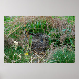 Póster Gallina Mallard incubando sus huevos