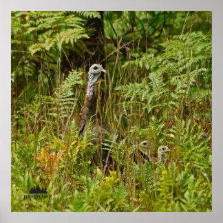 Póster Gallina turca con pollitos