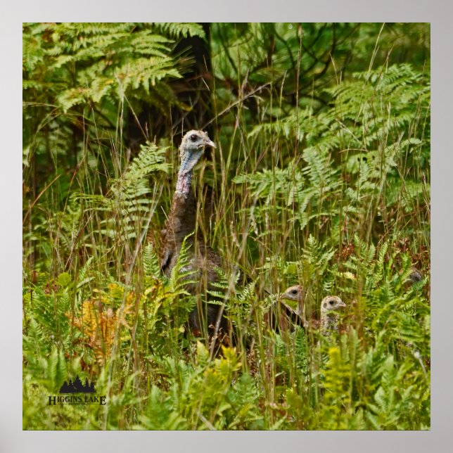 Póster Gallina turca con pollitos (Frente)